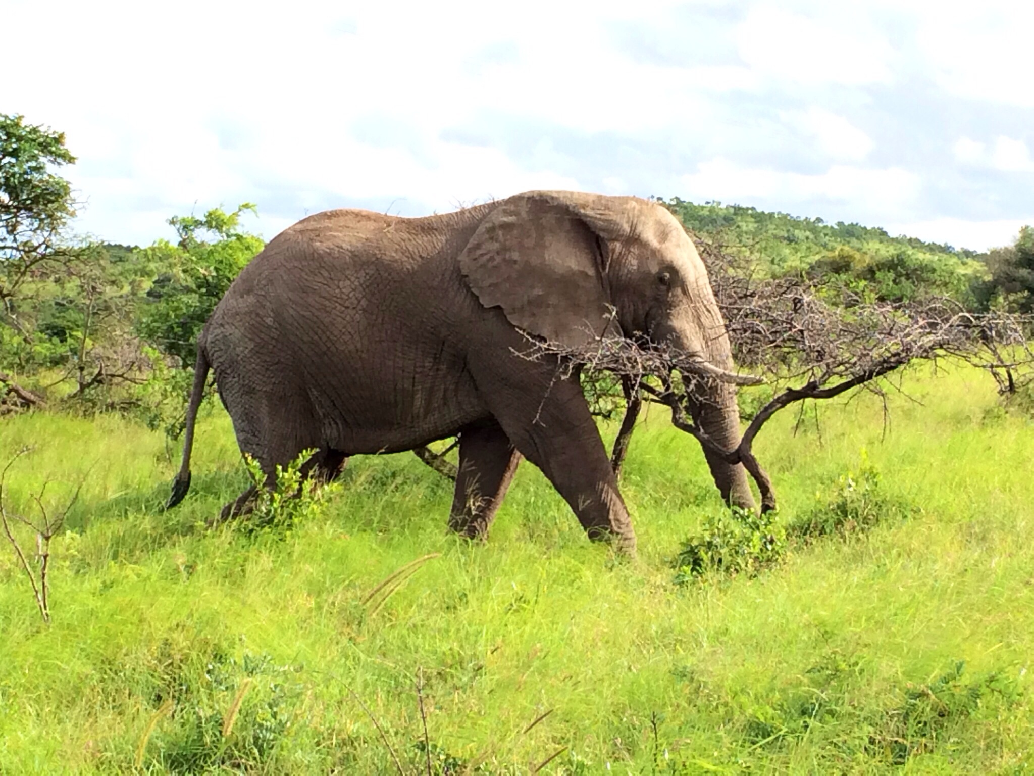 Phinda Private Game Reserve - South Africa