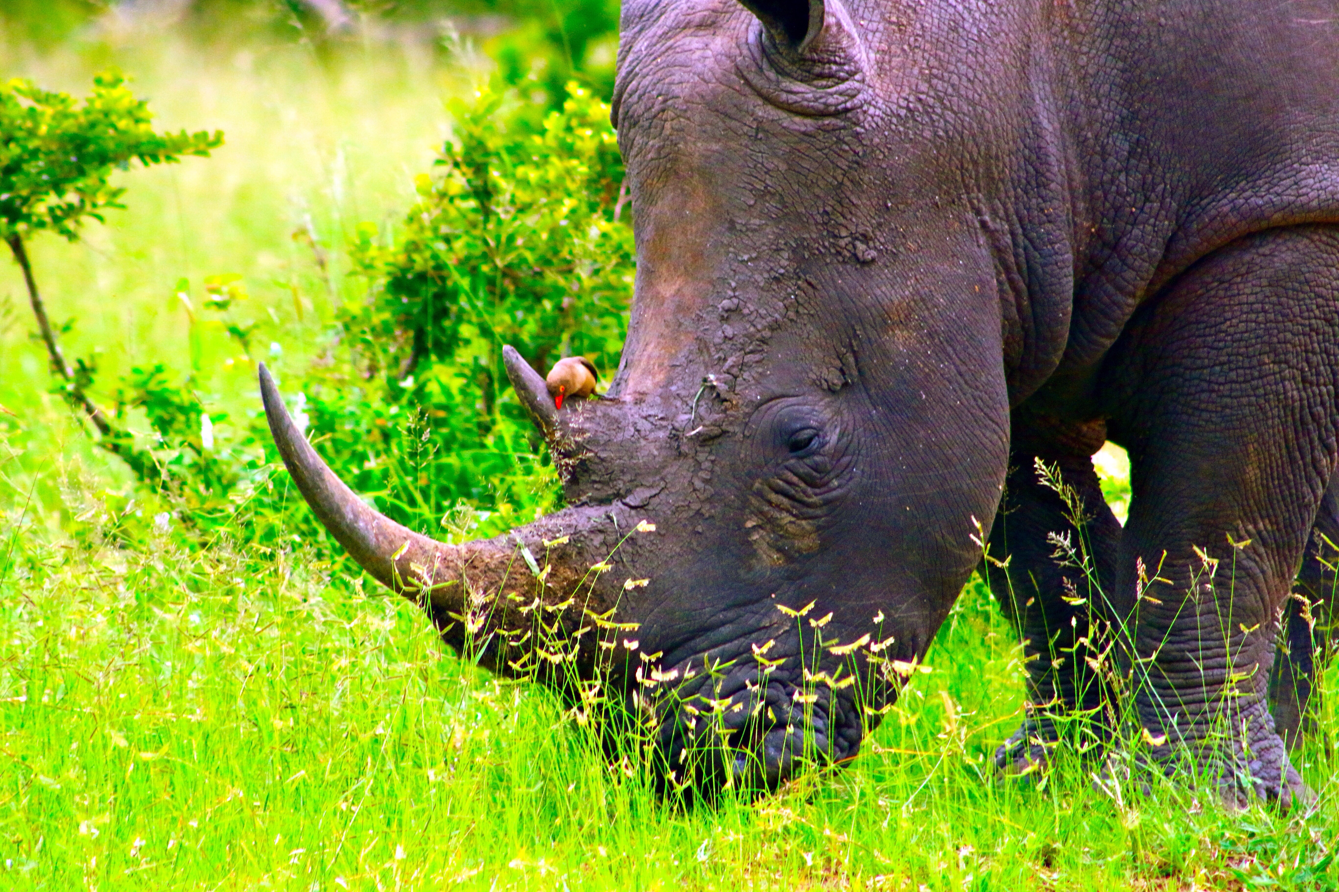 Royal Malewane, Thornybush Game Reserve - South Africa