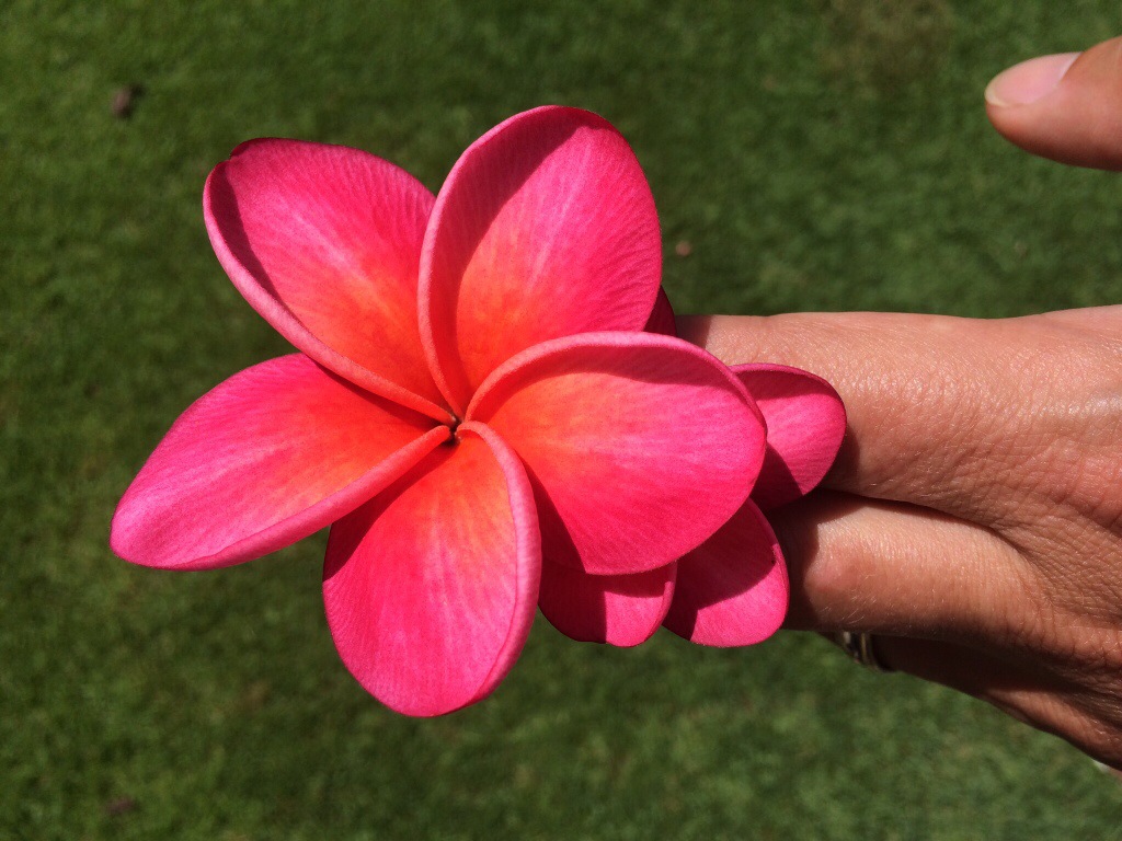 A Piece of Eden in Maui Hawaii